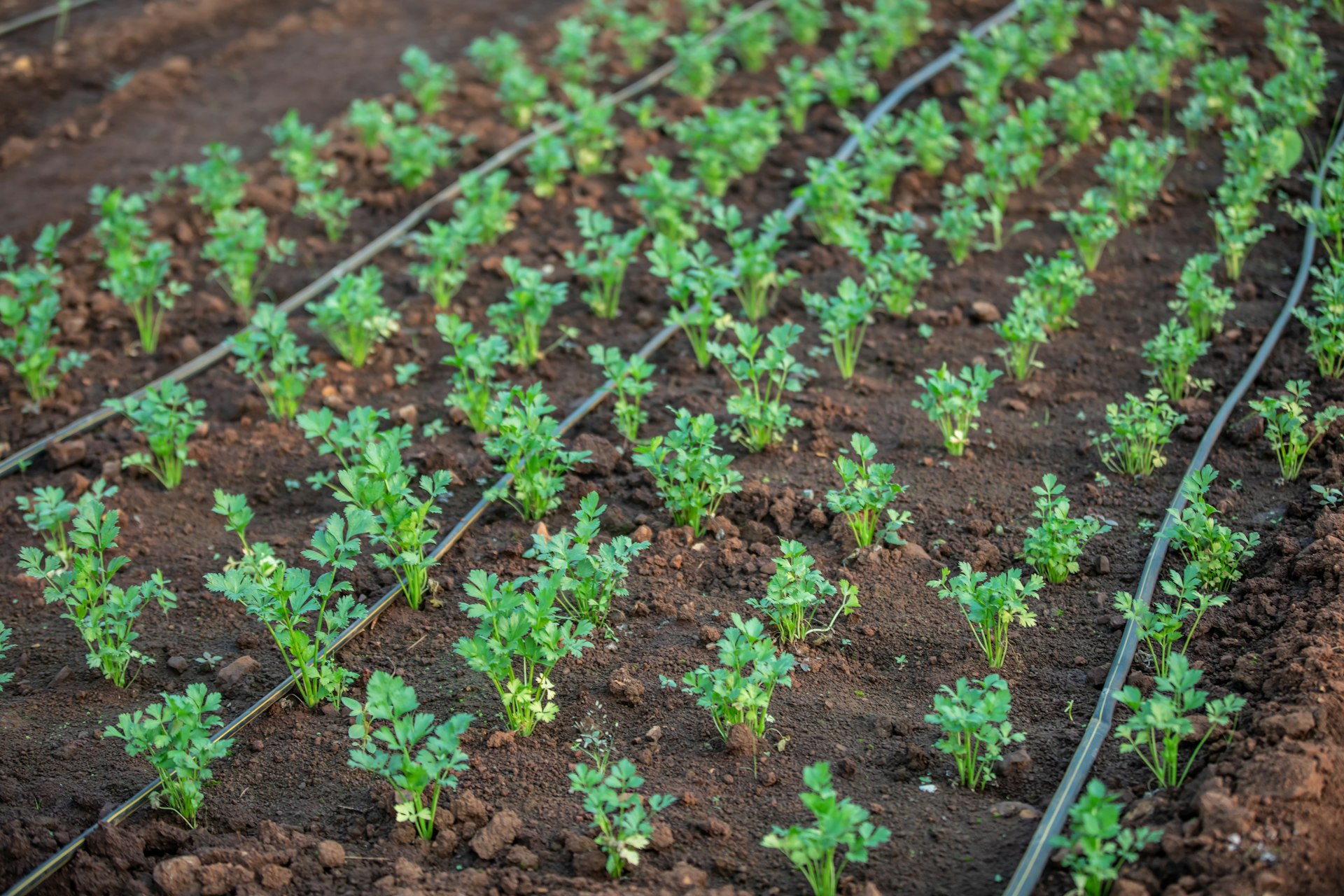 Drip lines delivering water to young plants