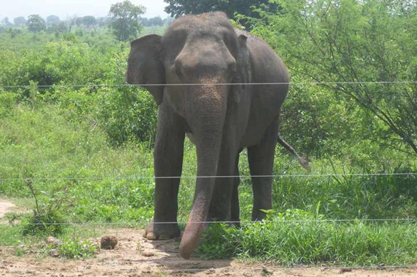 Wild elephant deterred by a high-tensile electric fence in Sri Lanka