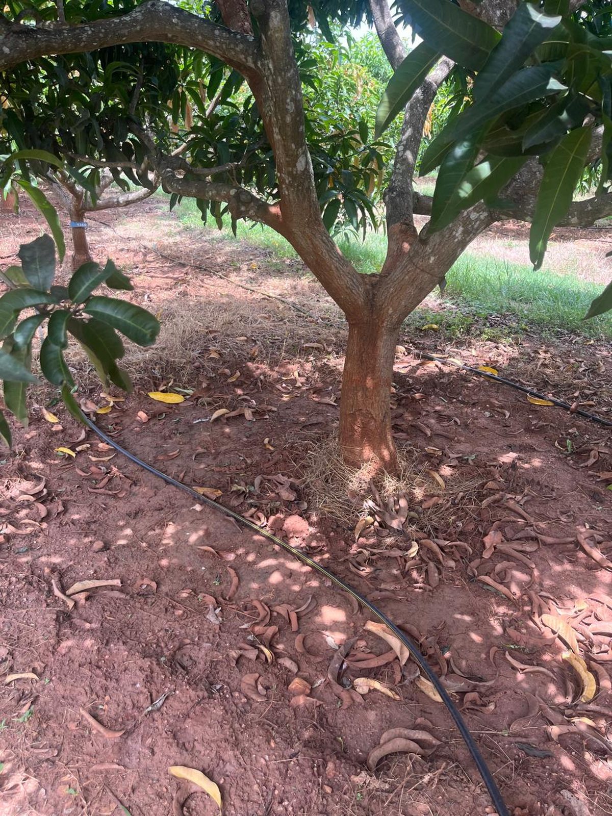 Nelna Agri 450-acre mango plantation drip irrigation