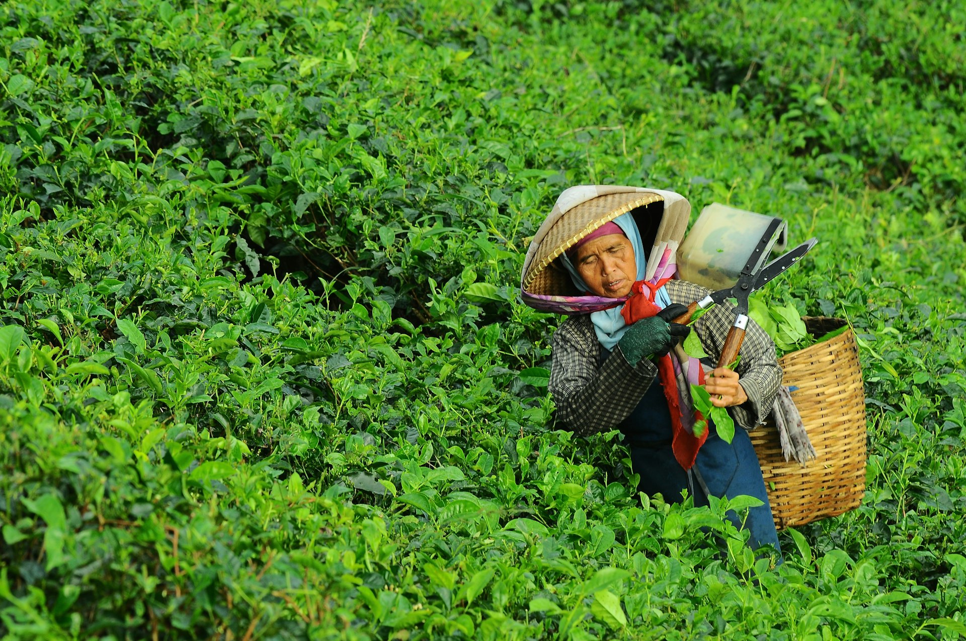 Tea plucker harvesting on a Sri Lankan estate